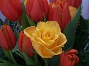100B1820RosesTulipsLowRes.JPG