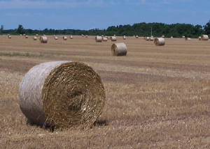 100_2618RollsCroppedLowres.JPG