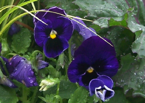 100_3561ViolaLowRes.JPG